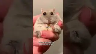 Why do hamsters have bulging eyes?🤔