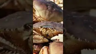 Crab Season Delayed:  Weather & Price Woes!