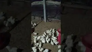 snake 🐍 attack in broiler Farm chicks