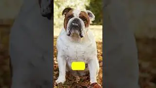 10 Best Medium Sized Dogs Breeds #shorts