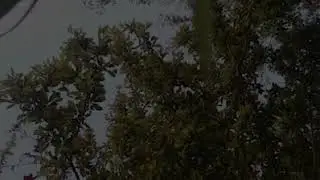 Evening Bird Song in the jungle ! Medicine for insomnia !!!