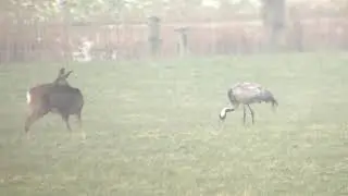 Common Crane (Grus grus) on 15 February 2021 in Linthorst Homanpolder video 2 of 2