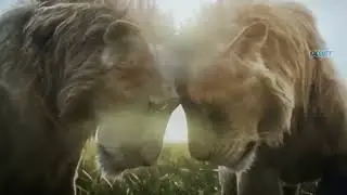Mufasa The Lion King Final Fight | Taka Gets Scar 2024 HD Hindi Clip
