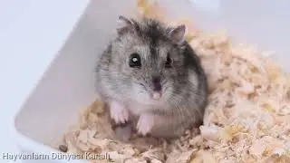 fareleri tanıyalım   let's get to know the mice