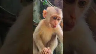 Adorable Cute Baby Molly Eating Rambutan