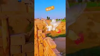 wao #sobeautiful #beter #foryou #desimaholtv #hen #fly #funnyvideo #funny #biggesttalk #viralshorts