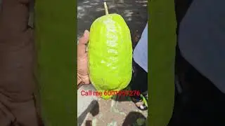 All varieties #Apple #plant minimum order 50 All over India delivery hai ✈️🚛🚉 call me 👉📱 6001957276