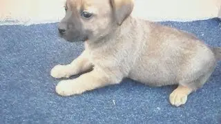 CUTE DOGS