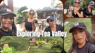 رحلتنا لوادي الشاي | Cameron Valley Tea &ndash; Malaysia 🌿 &ndash; A Peaceful Day in Cameron Valley #ماليزيا 