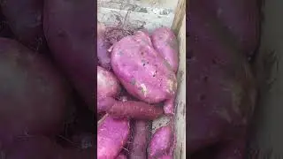 Sweet potatoes for food autonomy and robust health !