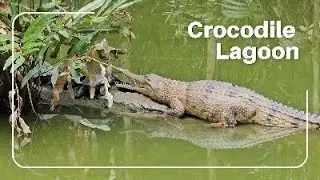 Crocodile park