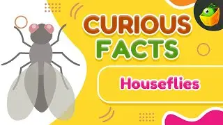 House Fly |Tiny Insects, Big Surprises | Why Do Houseflies Buzz? Discover the Mystery | Houseflies
