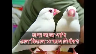 সাদা জাভা পাখির মেল ফিমেল , জাভা পাখি পালন