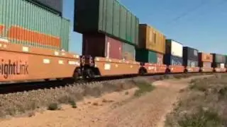 Coonamia 220310