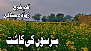 Mustard Farming in Pakistan | Complete Guide for High Yield & Profit