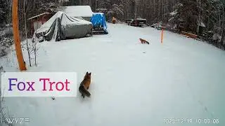 Foxs playing around. #fox #wildlife #lakelife #cluclzlake 
