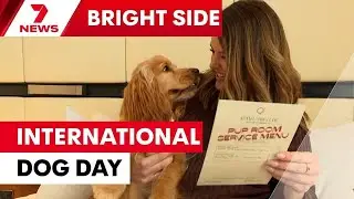 It's International Dog Day, and the QT Hotels are offering a pet paradise | 7NEWS