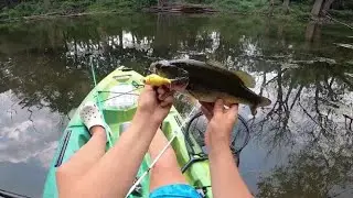 Des Plaines River Largemouth Bass Fishing (Whopper Plopper+Crankbait)