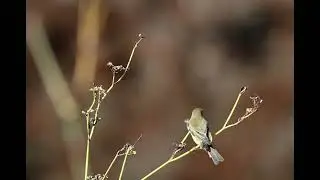 Chiffchaff 