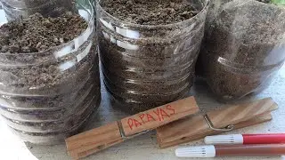 Easy DIY Plant Nursery Pot Labels! | Plant Labels | Plant Nursery Pot Label Ideas