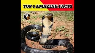 Top 5 Amazing Facts 🤯 || Vipoo Facts #shorts @MRINDIANHACKER @CrazyXYZ