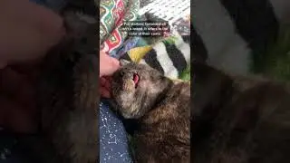 Факты о черепаховых кошках | То, чего вы, вероятно, не знали о черепаховых кошках!