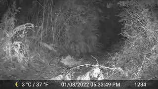 Western Screech Owl Hunting at Night Video