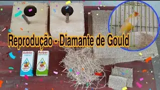 2 - Reprodução de diamante de gould usando manons como ama seca/coloquei os ninhos