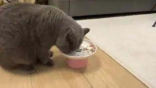Cats Eating in the Cutest Way Possible – Too Cute to Handle#cutecat