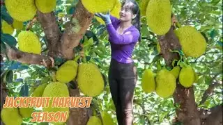 Jackfruit Harvest Season | Picking Ripe Jackfruit from My Forest Garden