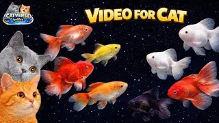 Relaxing Fish Video 🐠 VIDEOS FOR CATS TO WATCH | Cat TV Game | 3 Hours