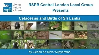 Cetaceans and Birds of Sri Lanka by Gehan de Silva Wijeyeratne.
