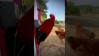 Summer Morning #petchickens #funnyanimal #cutefarmanimals #viralshort