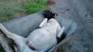 Księżniczka Po Cugu Wraca Uberem # 174 @biofarmakolin