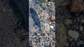 What a Shame - #mudlarking the Thames River #beachcombing #beach #metaldetecting #treasure
