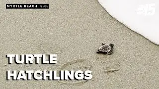 Loggerhead hatchlings make ocean debut
