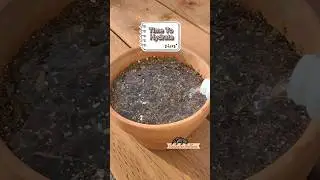 Raspberry Seeds | Outdoor Pot | Day 35