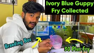 Ivory Blue💙 Guppy Dropped 30 Plus Babies🤗😜| How to care your guppy fry | Guppy breeding setup
