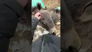 Donkeys Are The Best