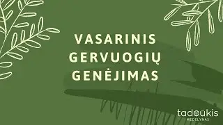 Vasarinis gervuogių genėjimas. Kiek ūglių palikti? Kaip tvirtinti prie atramos?