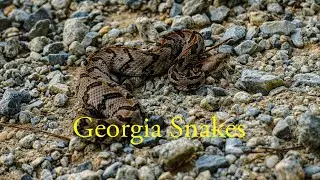 Herping Georgia: Southern Hognose Snake and More!