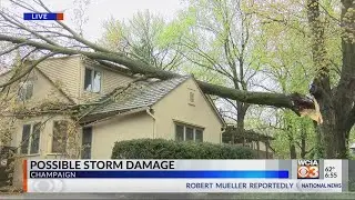 Tree Damage