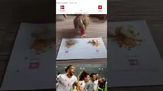 Denmark vs Tunisia | Tunisia Will Win | Chicken Prediction  #shorts #worldcup #worldcup2022