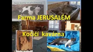 ,Kočič&iacute; kav&aacute;rna - Farma Jerusal&eacute;m/ Cat cafe, farm and wellness