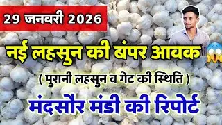 नई लहसुन की आवक मंदसौर मंडी 29 जनवरी 2026 | Garlic Arrival Today Mandsaur #mandsaur_mandi_bhav