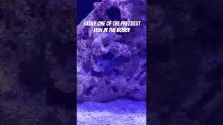 The Most Beautiful 😍 #mandaringoby #beautiful #saltwaterfish #stunning #aquarium