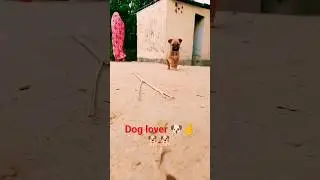 Village dog reaction 😉🤔#shorts #comedy #funny