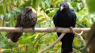 Koyal ki awaaz | asin koel bird singing sound cuckoo bird singing sound, 4K ultra hd || birds Studio
