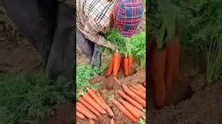 Harvesting freshly grown carrots from fertile farmland soil