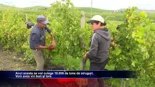 Podgoria de aur de la Cotnari